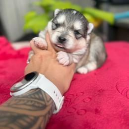 Bandit - Gray and white male Pomsky puppy in Coos Bay, Oregon from Ocean View Pomskies