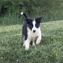 Violet (Girl 4) - Tri-color female Border Collie puppy in Mosheim, Tennessee from Elawodi Border Collies