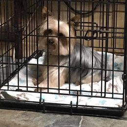 Mojo - Yorkshire Terrier
