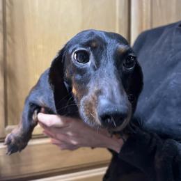 poppy - Dachshund