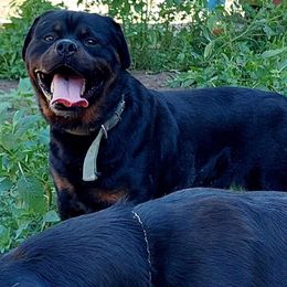 Rom - Rottweiler