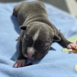 Boy 1 - Blue male Staffordshire Bull Terrier puppy in Houston, Texas from Khaleesi Kennel Blue Staffordshire-bull-terrier