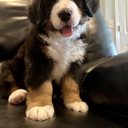 Bernese Mountain Dog Puppies from Blair Berners