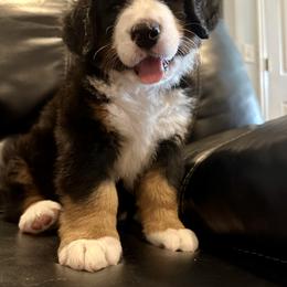 Bernese Mountain Dog Puppies from Blair Berners