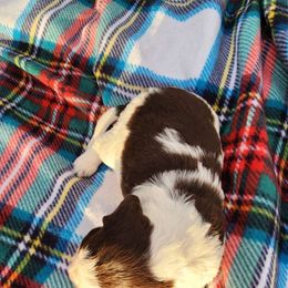 Barney - Liver and white English Springer Spaniel puppy in Palisade, Colorado from Bigfoot's Kennel
