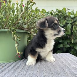 Girl 3 - Pembroke Welsh Corgi puppy in Bushnell, Florida from Bending Oaks Corgis