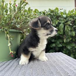 Girl 3 - Pembroke Welsh Corgi puppy in Bushnell, Florida from Bending Oaks Corgis