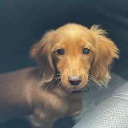 Penny - Dachshund