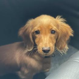 Penny - Dachshund