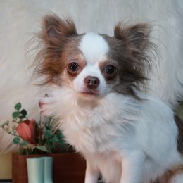 Whittaker - Chihuahua