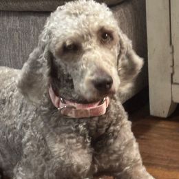 Sylvie - Goldendoodle