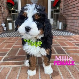 Millie - Tri-color female Bernedoodle puppy in Alpharetta, Georgia from Doodles of Buckhead
