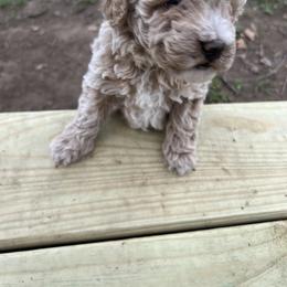 Cavapoo, Cockapoo, Goldendoodle, and Maltipoo Puppies from Perdue Puppies