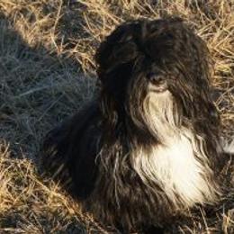 Havanese All Grown Up from Bella Dulce Havanese