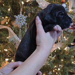 Zero - Black and white male Great Dane puppy in Caldwell, Idaho from Miner's Dynamic Danes