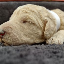 Poodle Puppies from All Poodle No Doodle