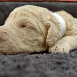 Poodle Puppies from All Poodle No Doodle
