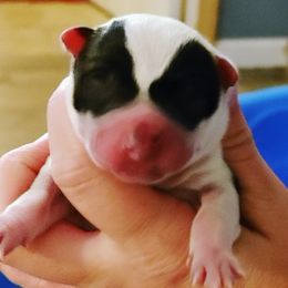 Boy 2 - Australian Cattle Dog puppy in Williamsburg, Kentucky from Redemption Heelers