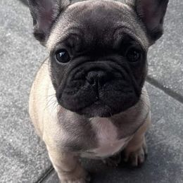 Dachshunds and French Bulldogs from Brooklyn Beefcakes