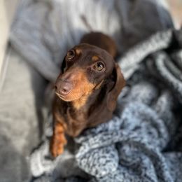 Isley - Dachshund