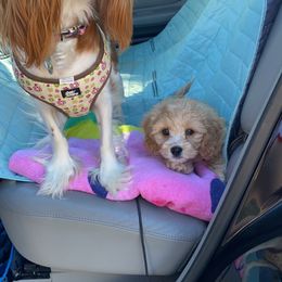 Cavalier King Charles Spaniel and Cavapoo Puppies from K’s Cavys