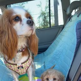 Cavalier King Charles Spaniel and Cavapoo Puppies from K’s Cavys
