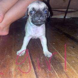 Girl - Fawn female Pug puppy in Gilmer, Texas from Texas Pugs