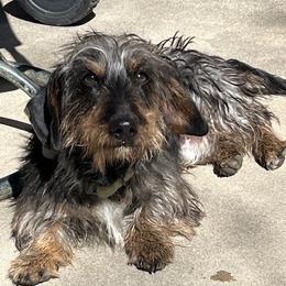 Winston - Dachshund