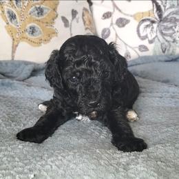 Flash - Toy Poodle raised in home - Black male Poodle puppy in Falcon, Missouri from Cedar House Heritage Poodles | AKC Toy & Miniature Poodle Puppies Raised in Home