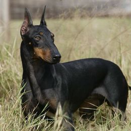 Manchester Terriers from Wilane Standard Manchester Terriers