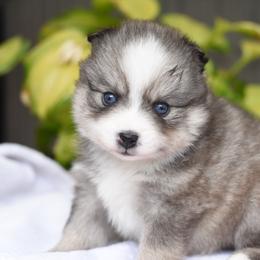 Kiara - Wolf sable female Pomsky puppy in Coos Bay, Oregon from Ocean View Pomskies