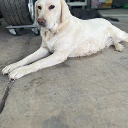 Aspen - Labrador Retriever