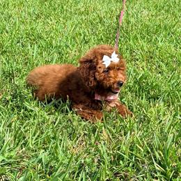 Cannoli - Red  female Goldendoodle puppy in Miami, Florida from Haus of Pawz