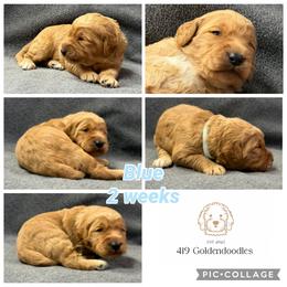 Blue - Cream male Goldendoodle puppy in Rockford, Ohio from 419 Goldendoodles