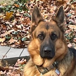 German Shepherds from Hidden Brook GSD