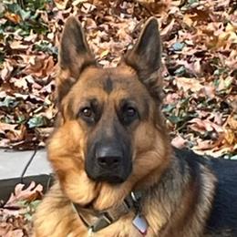 German Shepherds from Hidden Brook GSD