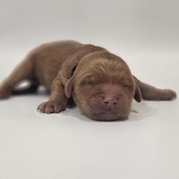 Onyx - Red  male Goldendoodle puppy in Mocksville, North Carolina from Hunting Creek Farm & Kennel