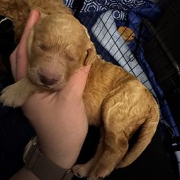 Orange - Apricot female Goldendoodle puppy in Glen Daniel, West Virginia from Dani’s Doodles