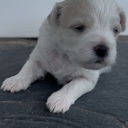 Sparkle - White female Mal-Shi puppy in Raleigh, North Carolina from Loveable Litters