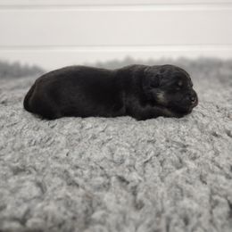 Ash - Black male Finnish Lapphund puppy in Mount Clemens, Michigan from Tulikettu Kennel