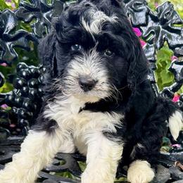 Boy 2 - Black and white male Bernedoodle puppy in Russiaville, Indiana from Pleasant Creek Minibernedoodles