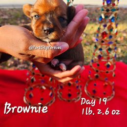 Yorkshire Terrier Puppies from Port City Yorkies LLC