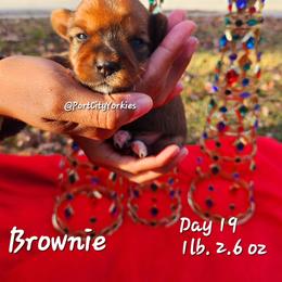 Yorkshire Terrier Puppies from Port City Yorkies LLC