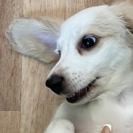 Dachshunds from Doxie Bunch