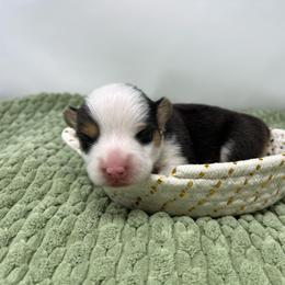 Biscuit - Black and tan female Pembroke Welsh Corgi puppy in Waco, Texas from The Comma Corgis