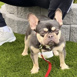 French Bulldog All Grown Up from B.A.D_Frenchies