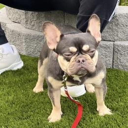 French Bulldog All Grown Up from B.A.D_Frenchies