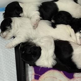 Havanese from Arane Havanese