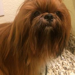 Shih Tzu All Grown Up from AKC Shih Tzu of California