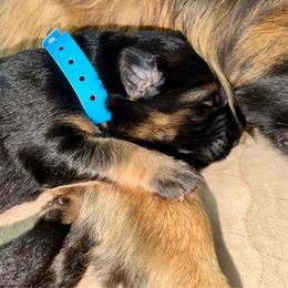 Blue Girl (Assign on Pick up) - Black and red female German Shepherd puppy in Davie, Florida from Vom Broward Haus